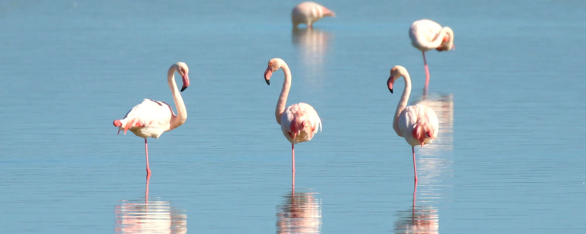 Fenicotteri alle saline di Trapani vicino le case Vacanza Tridente
