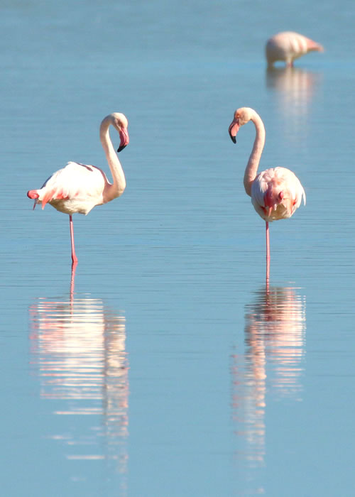 Pink flamingos in the salt flats just a few minutes from the Tridente holiday homes